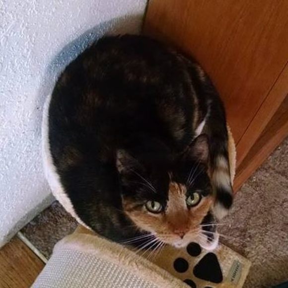 Meet your Posher, Victoria - Picture 1 of 16